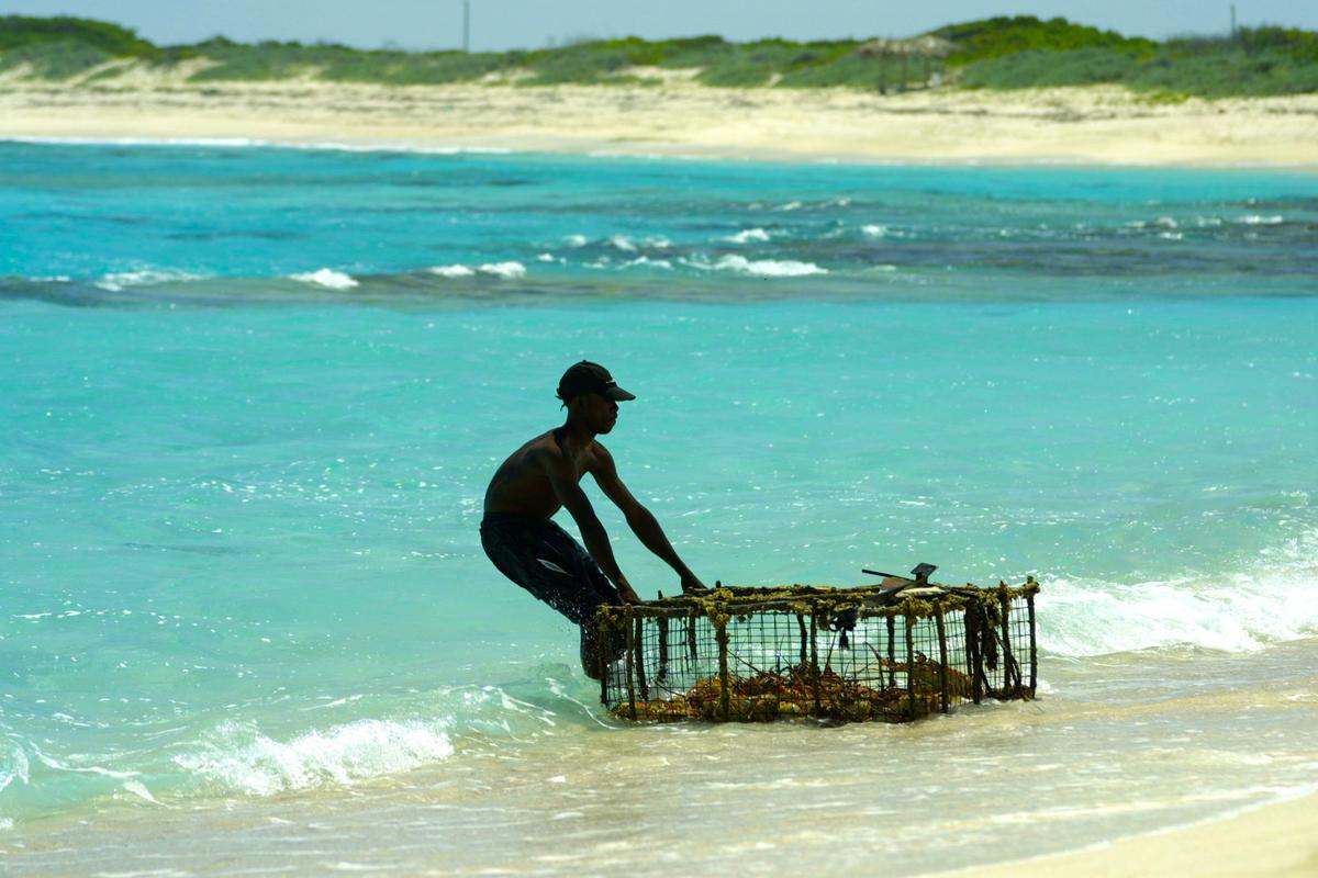 Putting traps out