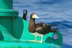Bird Buoy