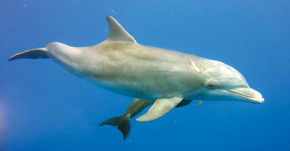 Dolphin mother and calf