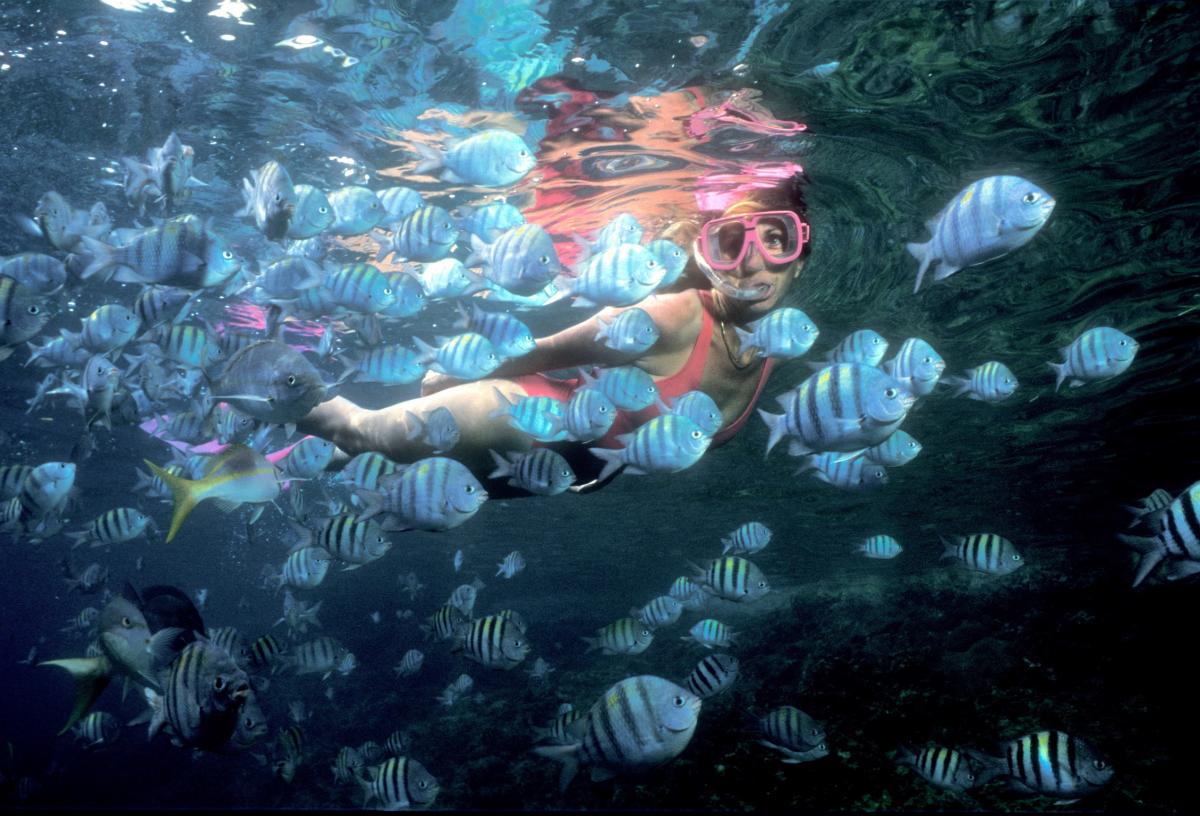 Diver swimming in a school of fish