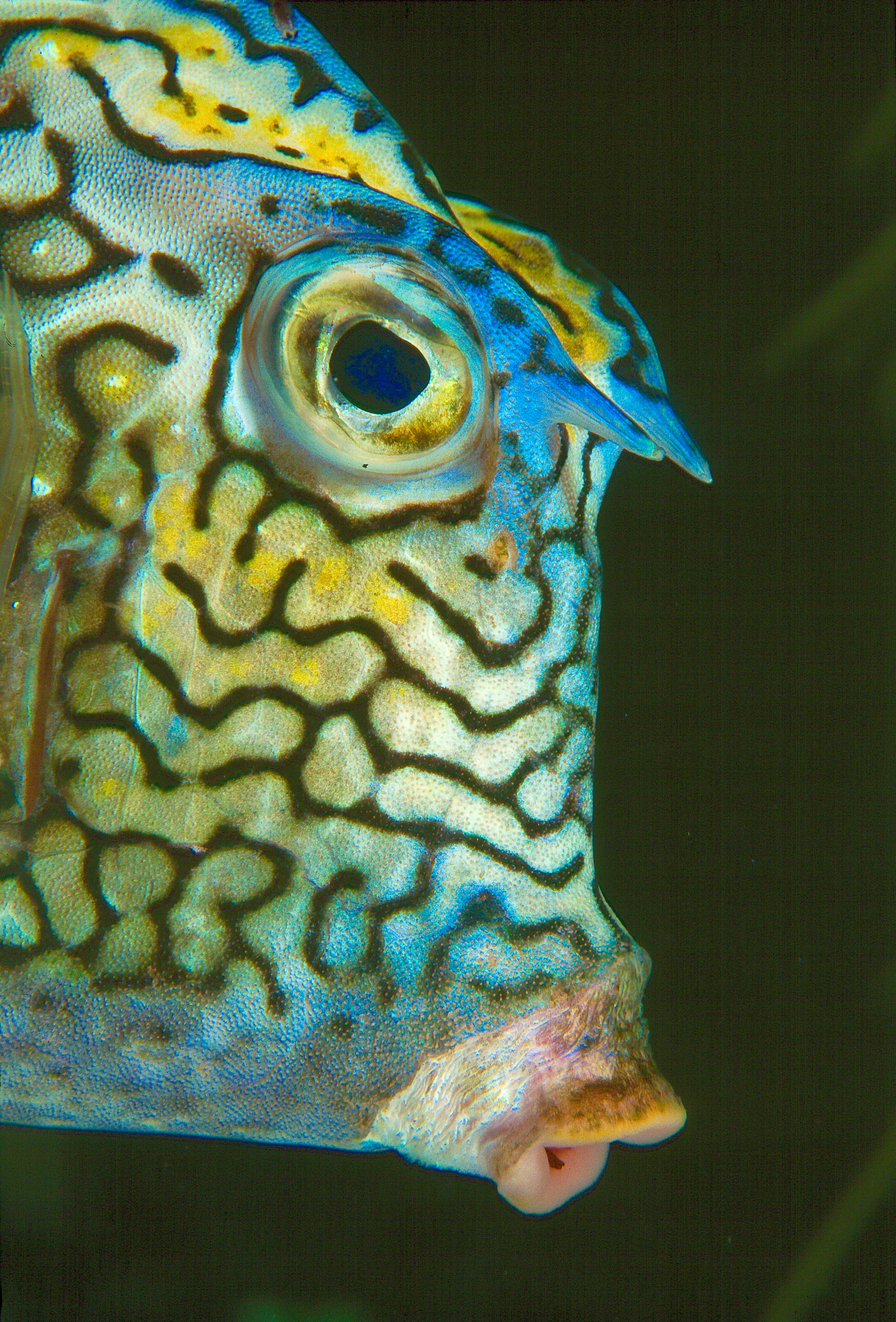 Cowfish