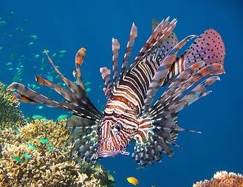 Lionfish