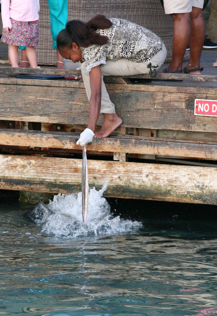 Tarpon feeding