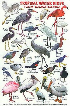 field_guide_tropicalwaterbirds_0