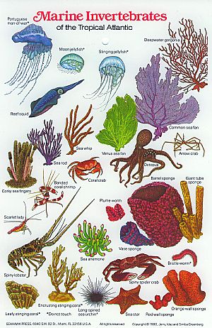 field_guides_marineinvertebrates_0