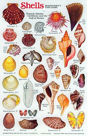 fieldguides_beachcombers_0