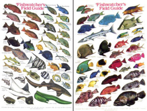 fishwatchers2__46901_zoom