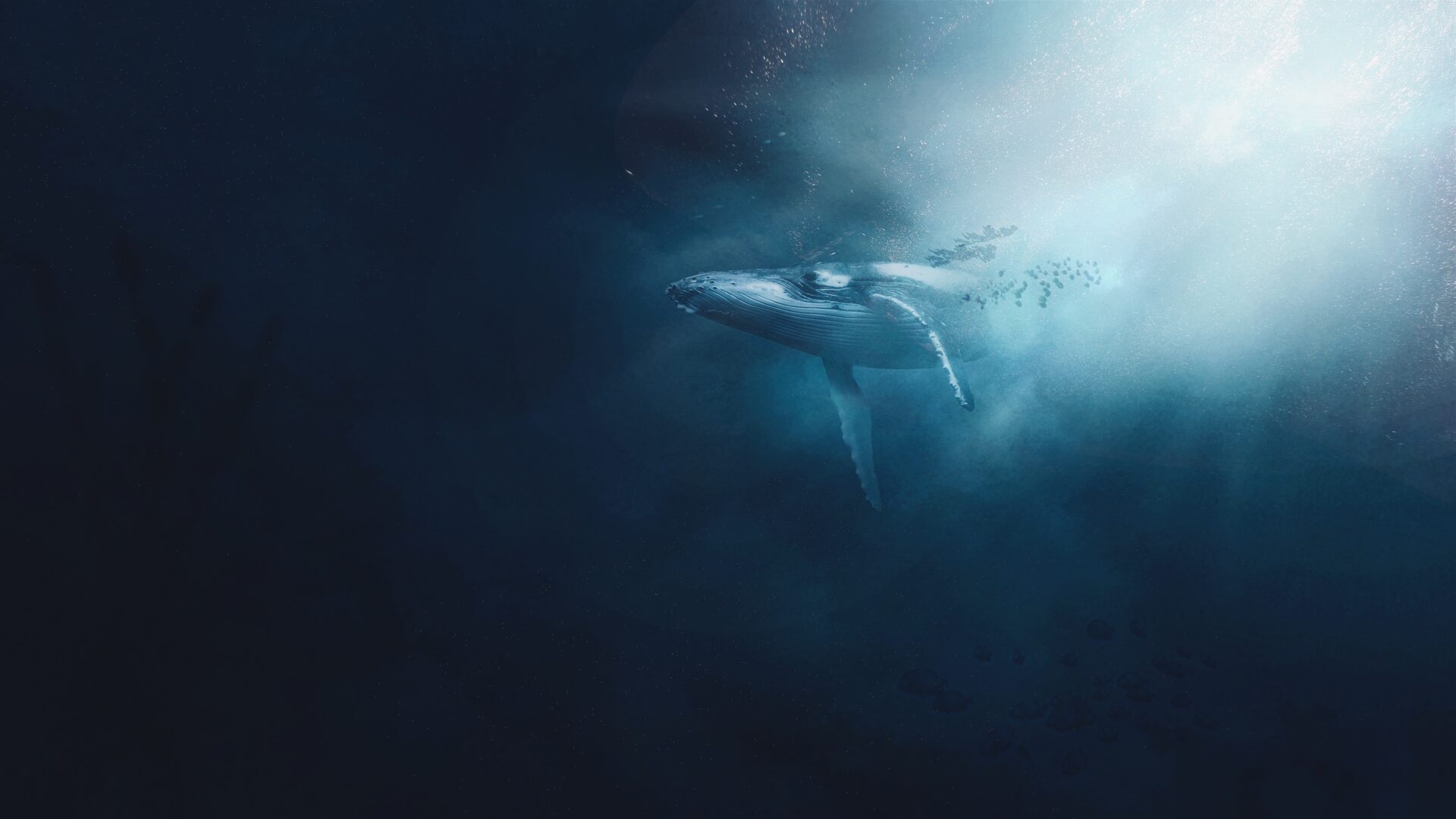 How Whales Change Climate