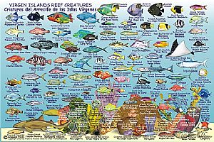vi_fish_card_0